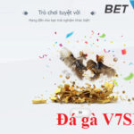 Đá gà V7SB là gì?